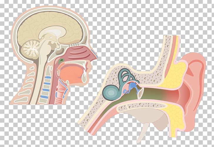 Pharynx Larynx Anatomy Adenoid Eustachian Tube PNG, Clipart, Anatomy, Angle, Dilation, Ear, Esophagus Free PNG Download
