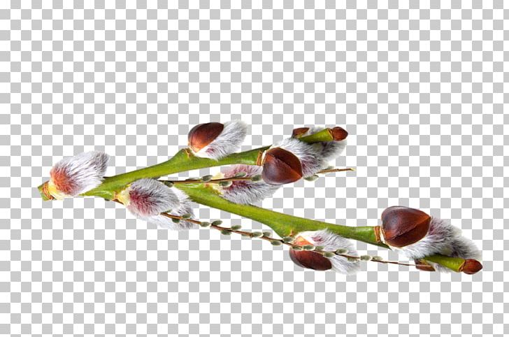 Salix Alba Palm Sunday Bud Tree Holiday PNG, Clipart, Bud, Daytime, Easter, Flower, Holiday Free PNG Download