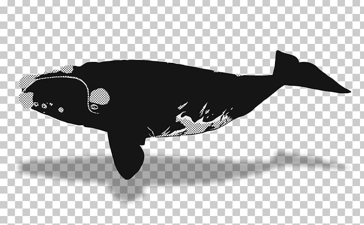 Southern Right Whale North Pacific Right Whale Marine Mammal Cetacea PNG, Clipart, Animals, Balaenidae, Black And White, Bowhead Whale, Cet Free PNG Download