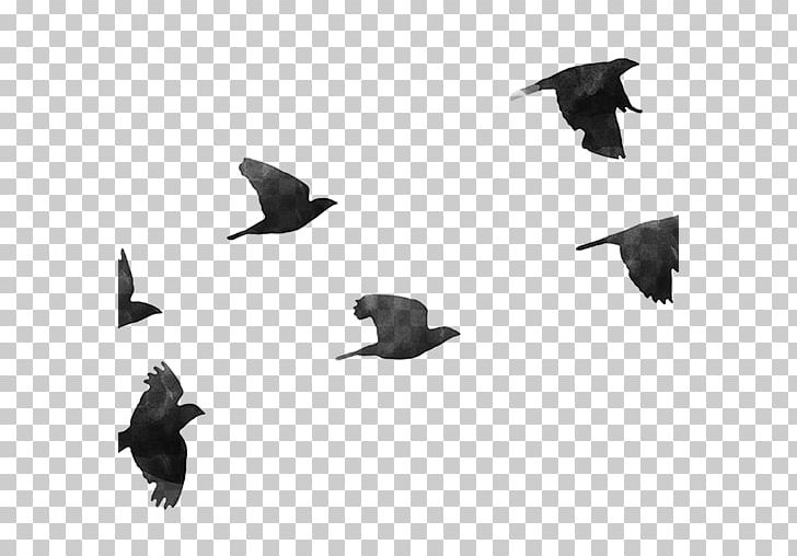 Hummingbird Drawing Columbidae PNG, Clipart, Animals, Art, Beak, Bird, Bird Flight Free PNG Download