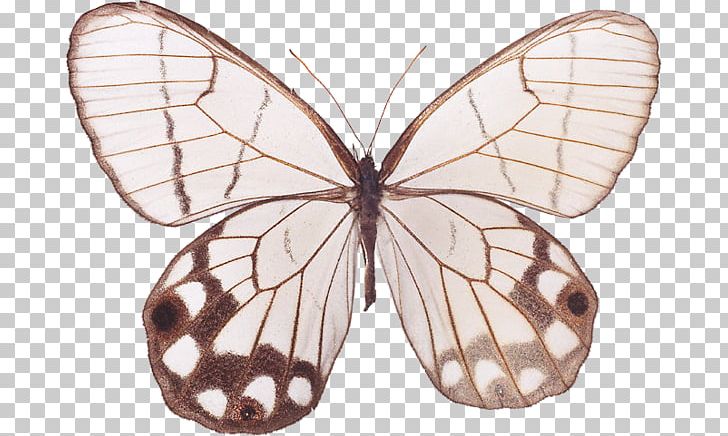 Monarch Butterfly Pieridae Silkworm Brush-footed Butterflies PNG, Clipart, Arthropod, Bombycidae, Brush Footed Butterfly, Butterfly, Insect Free PNG Download