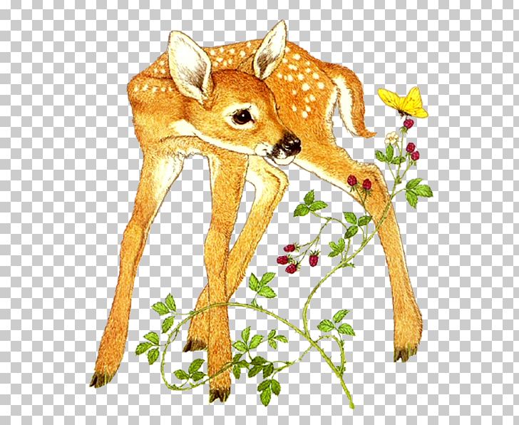Roe Deer Red Deer Felidae Sika Deer PNG, Clipart, Animal, Animals, Art, Blog, Branch Free PNG Download