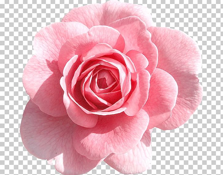 Rose Pink PNG, Clipart, Artificial Flower, Camellia, Clip Art, Cut Flowers, Floribunda Free PNG Download