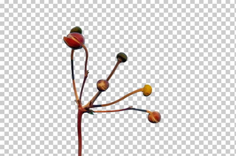 Plant Stem Twig Flower Plants Biology PNG, Clipart, Biology, Flower, Paint, Plants, Plant Stem Free PNG Download