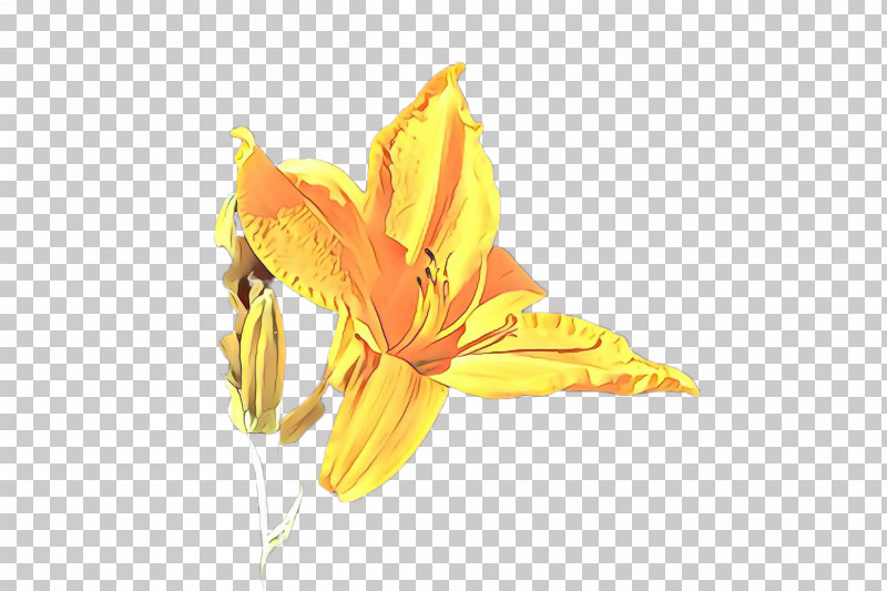 Yellow Flower Daylily Plant Petal PNG, Clipart, Amaryllis Belladonna, Daylily, Flower, Leaf, Lily Family Free PNG Download