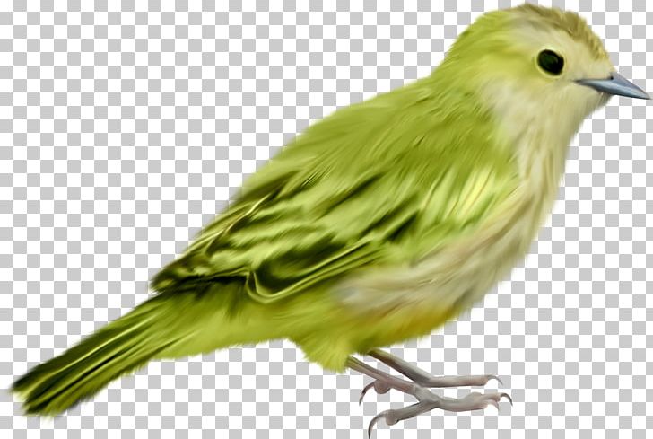 Bird House Sparrow PNG, Clipart, Animal, Animals, Beak, Bird, Birds Free PNG Download