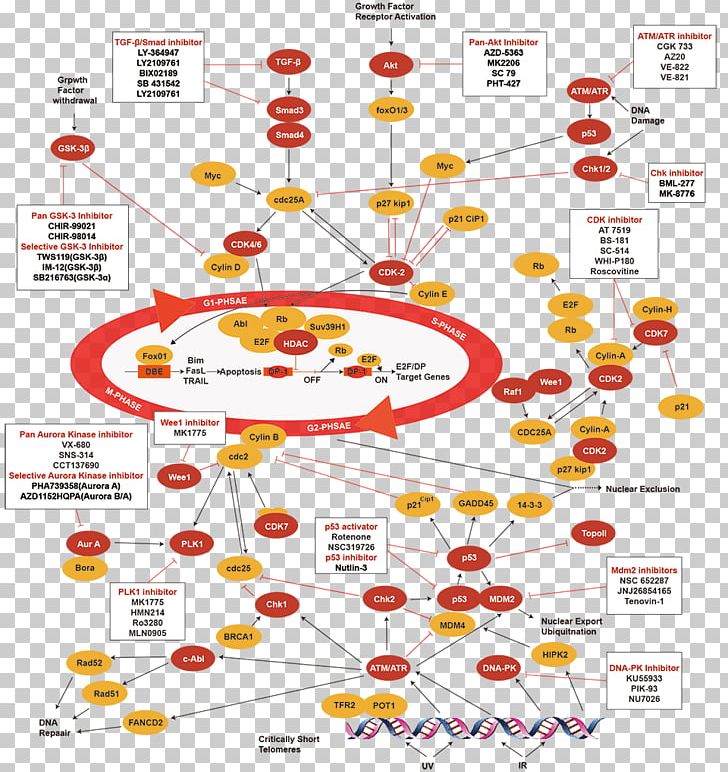 Cell Cycle Wnt Signaling Pathway Protein Kinase B Catenin PNG, Clipart, Area, Aurora Kinase, Cell, Cell Cycle, Cell Cycle Checkpoint Free PNG Download