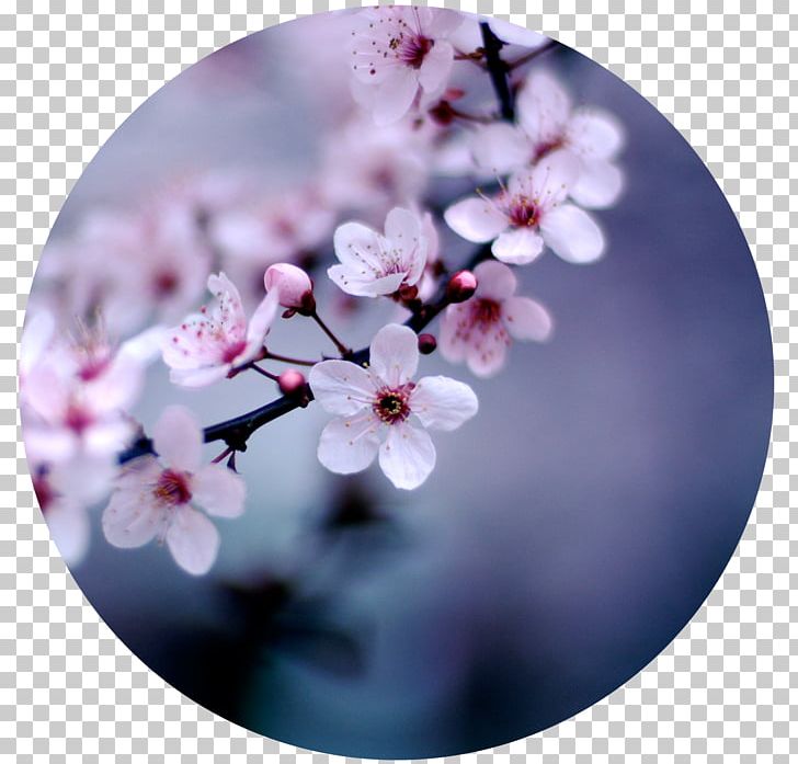 Cherry Blossom Flower Desktop Floristry PNG, Clipart, Blossom, Branch, Cherry Blossom, Desktop Wallpaper, Display Resolution Free PNG Download