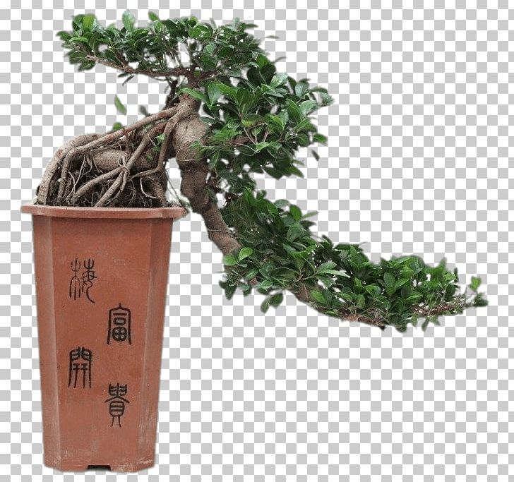 Chinese Sweet Plum Ficus Retusa Bonsai Tree Flowerpot PNG, Clipart, Bonsai, Bonsai Tree, Cascade, Ficus Retusa, Fig Trees Free PNG Download