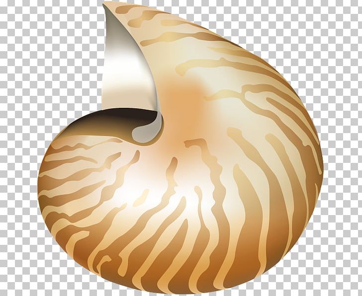 Photography PNG, Clipart, Astrolabe, Cartoon, Conch, Invertebrate, Nautilida Free PNG Download