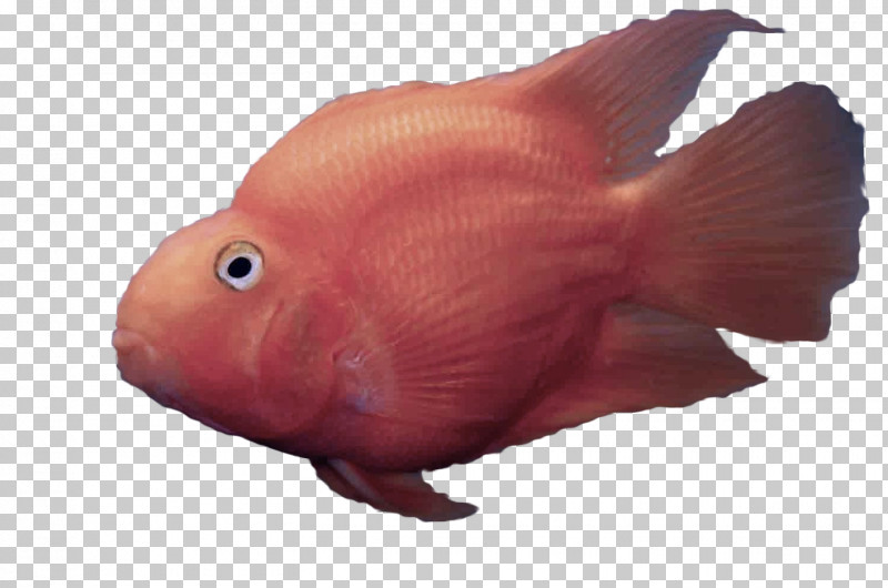 Fish Red Fish Pink Parrotfish PNG, Clipart, Deep Sea Fish, Fish, Goldfish, Mouth, Parrotfish Free PNG Download