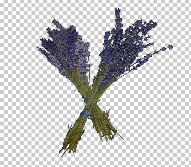 English Lavender French Lavender Twig Plant Stem PNG, Clipart, English Lavender, Flower, French Lavender, Herb, Incense Stick Free PNG Download
