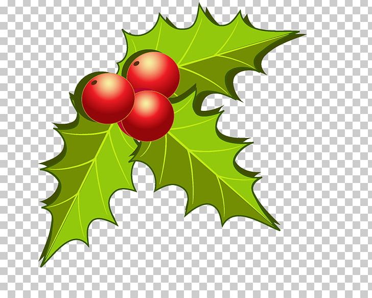 Fruit Leaf Christmas PNG, Clipart, Aquifoliaceae, Aquifoliales, Art, Auglis, Branch Free PNG Download