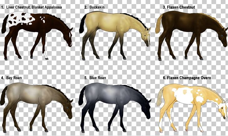 Mustang Colt Mare Foal Stallion PNG, Clipart,  Free PNG Download