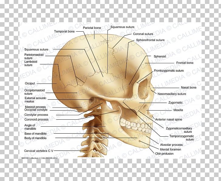 Occipital Bone Anatomy Coronoid Process Of The Ulna PNG, Clipart, Anatomy, Bone, Cervical Vertebrae, Coronoid Process Of The Ulna, Diagram Free PNG Download