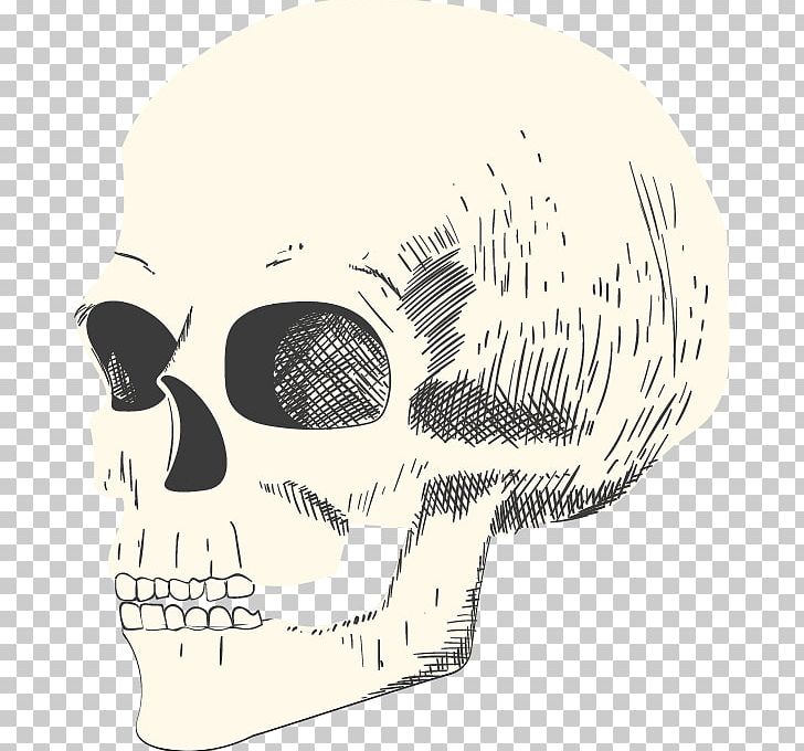 Skull Illustration PNG, Clipart, Adobe Illustrator, Bone, Download, Drawing, Encapsulated Postscript Free PNG Download