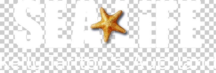 Starfish Font PNG, Clipart, Sea Life, Starfish, Wing Free PNG Download