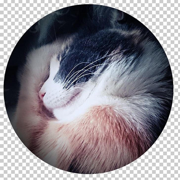 Whiskers Ferret Fur Snout Close-up PNG, Clipart, Animals, Closeup, Eye, Ferret, Fur Free PNG Download