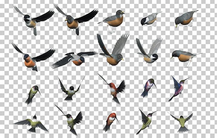 Bird Flight PNG, Clipart, Adobe Illustrator, Animal, Animals, Beak, Bird Free PNG Download