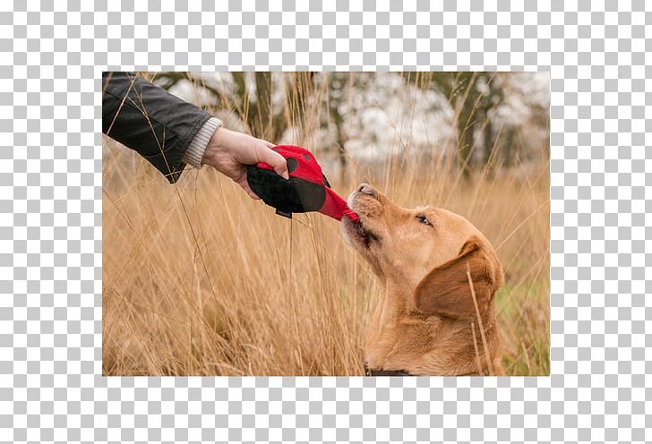 Golden Retriever Hunting Dog Dog Breed PNG, Clipart, Breed, Dog, Dog Breed, Dog Like Mammal, Golden Retriever Free PNG Download