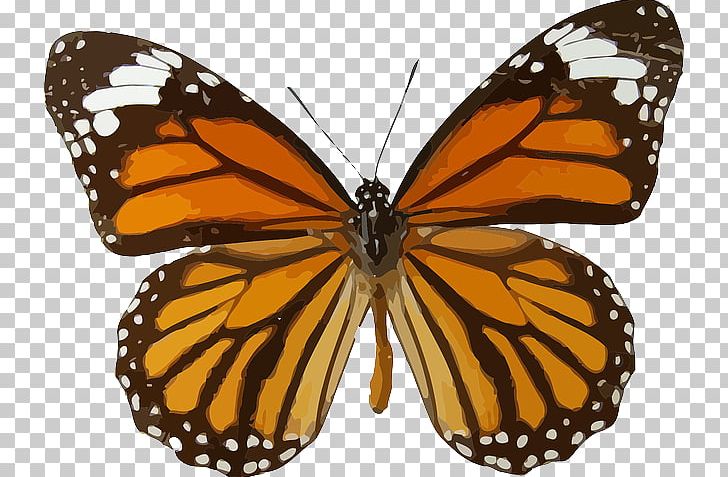 Monarch Butterfly Viceroy Animal Migration PNG, Clipart, Animal Migration, Arthropod, Brush Footed Butterfly, Insects, Lycaenid Free PNG Download