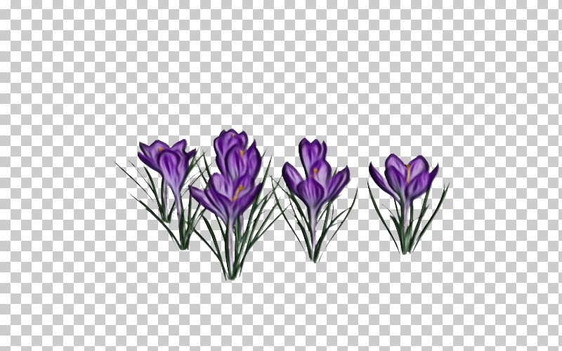 Lavender PNG, Clipart, Biology, Crocus, Crocus M, Cut Flowers, Flower Free PNG Download