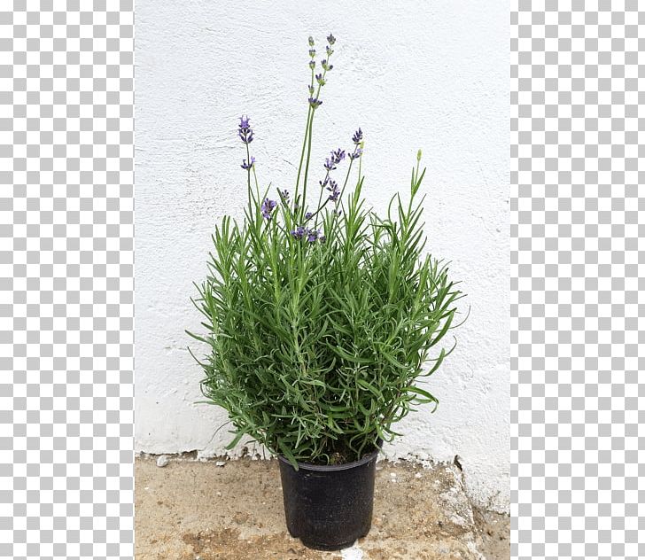 English Lavender French Lavender Herb Violet PNG, Clipart, Cartoon, Dwarf, English Lavender, Flower, Flowering Plant Free PNG Download