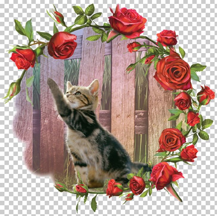 Kitten Cat Beach Rose Whiskers PNG, Clipart, Animal, Beach Rose, Carnivoran, Cat, Cat Like Mammal Free PNG Download