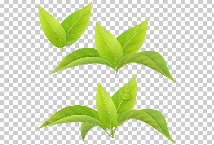 Leaf Green Tea Matcha White Tea PNG, Clipart,  Free PNG Download