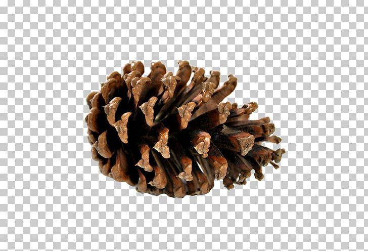 Pine Conifer Cone Information Confectionery PNG, Clipart, Brown, Brown Background, Brown Pine, Cone, Confectionery Free PNG Download