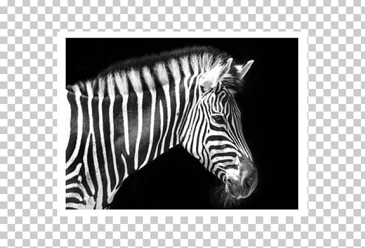Quagga Zebra Horse Animal PNG, Clipart, Animal, Animals, Black, Black And White, Business Free PNG Download