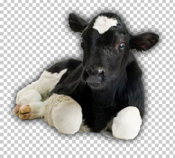 Cow-calf Operation Beef Cattle Holstein Friesian Cattle Livestock Dehorning PNG, Clipart, American Cattle, Beef Cattle, Calf, Cattle, Cattle Like Mammal Free PNG Download