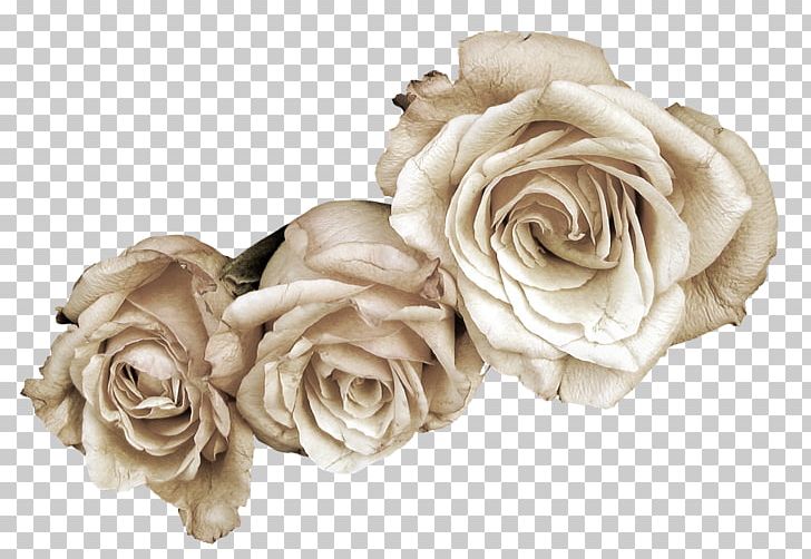 Flower Garden Roses PNG, Clipart, Blog, Body Jewelry, Cut Flowers, Encapsulated Postscript, Flower Free PNG Download