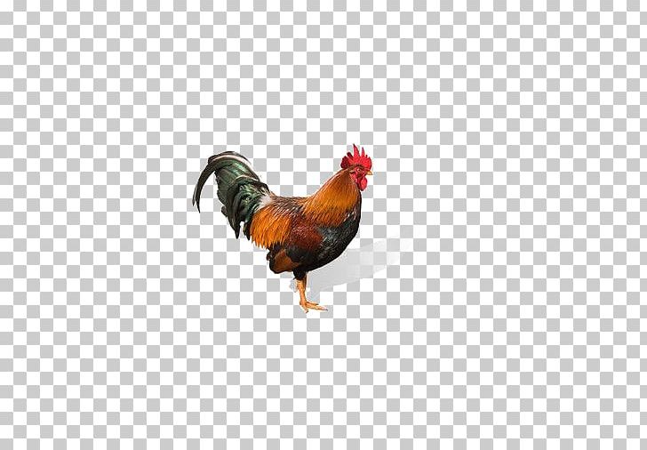 Rooster Chicken Stock Photography PNG, Clipart, Animals, Big Cock, Bird, Buckle, Cartoon Free PNG Download