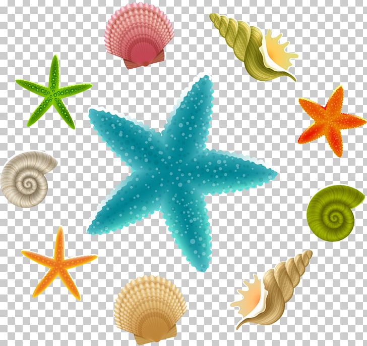 Starfish Linckia Laevigata PNG, Clipart, Animals, Beach, Beauti, Cartoon Starfish, Drawing Free PNG Download