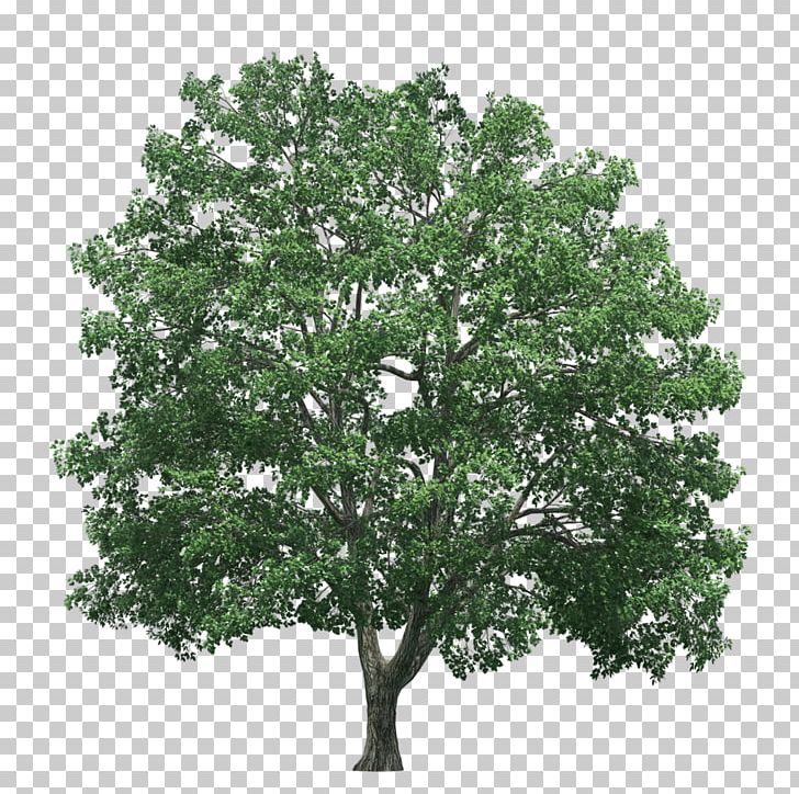 Tree Rendering PNG, Clipart, Branch, Computer Icons, Computer Software, Copying, Editing Free PNG Download