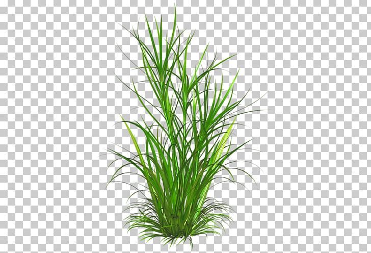 Weed Lawn Grass Ornamental Plant PNG, Clipart, Aquarium Decor, Biennial Plant, Chrysopogon Zizanioides, Commodity, Common Couch Free PNG Download