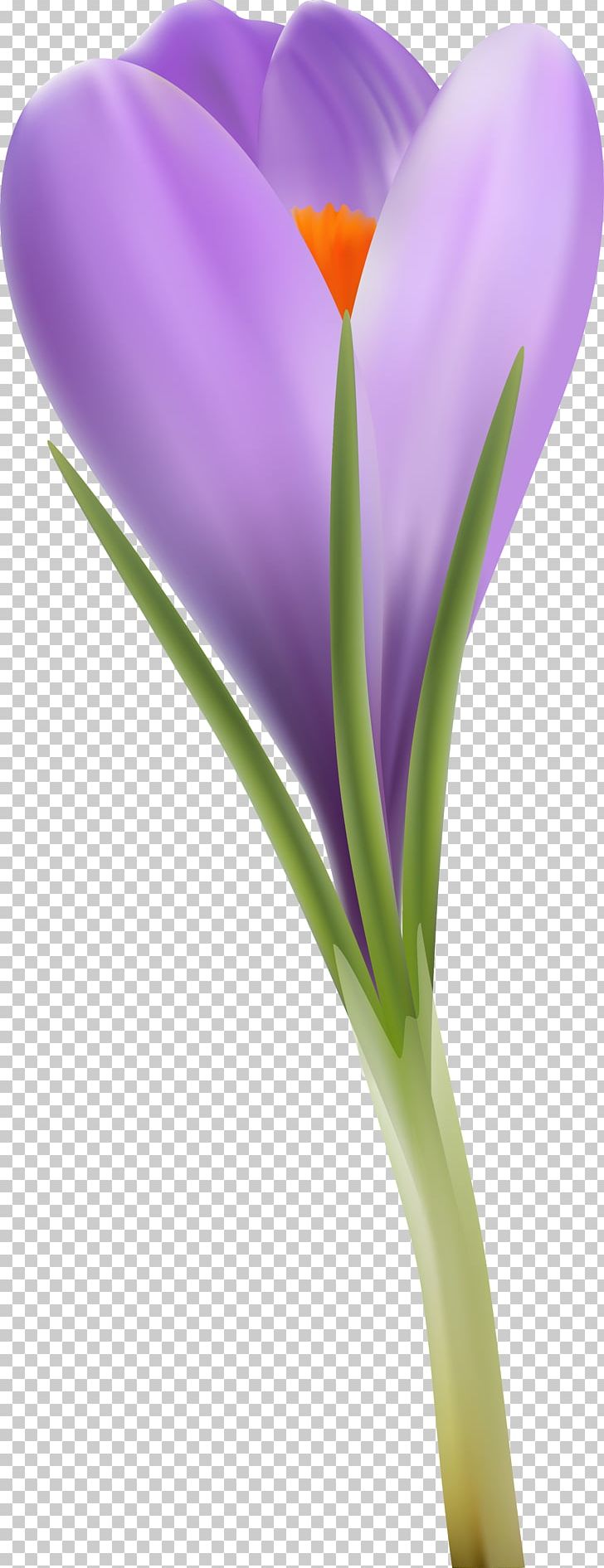 Crocus Close-up Plant Stem PNG, Clipart, Closeup, Closeup, Crocus, Flower, Flowering Plant Free PNG Download