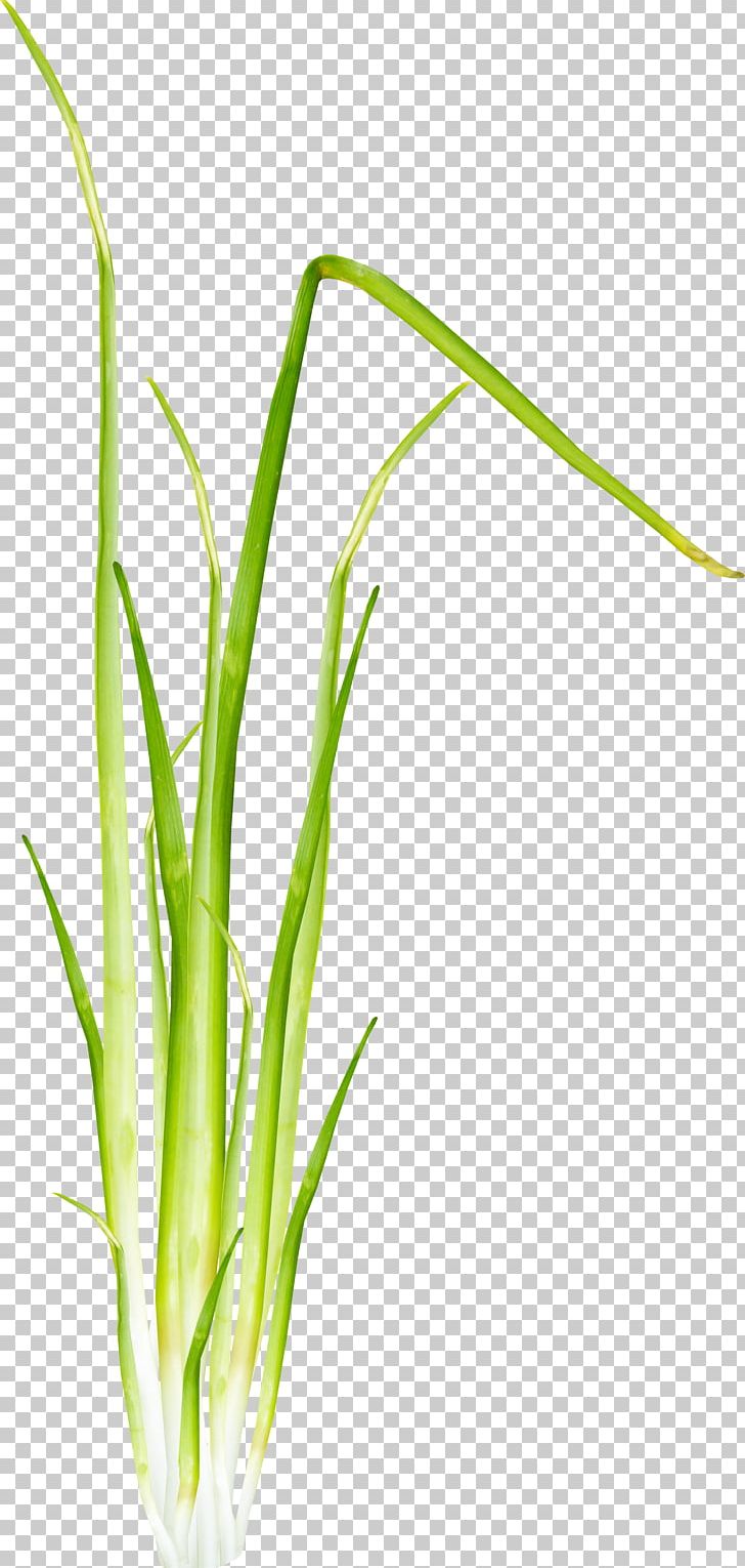 Herbaceous Plant 2403 (عدد) Allium Fistulosum PNG, Clipart, Allium Fistulosum, Aquarium Decor, Cimen, Commodity, Grass Free PNG Download