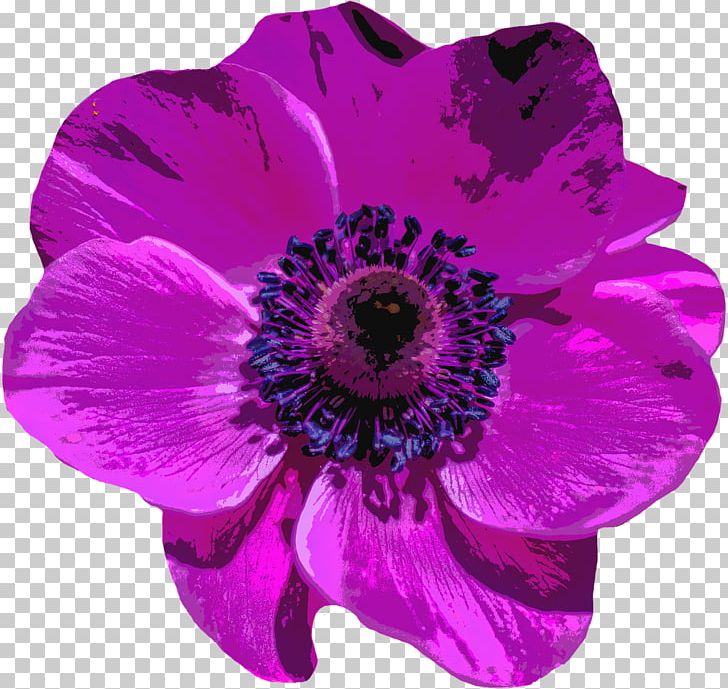 Violet Flower Purple Poppy PNG, Clipart, Alpha Compositing, Anemone, Annual Plant, Blossom, Blue Free PNG Download