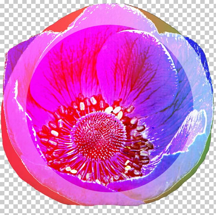 Violet Purple Magenta Flower Petal PNG, Clipart, Flower, Flowering Plant, Magenta, Nature, Petal Free PNG Download