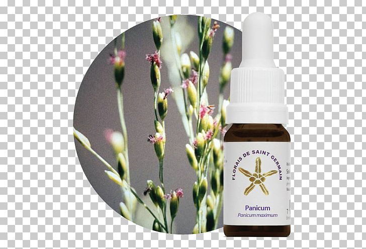 Bach Flower Remedies Florais De Saint Germain Therapy Panicgrass PNG, Clipart, Aroma, Bach Flower Remedies, Brazil, Flower, Fsg Free PNG Download