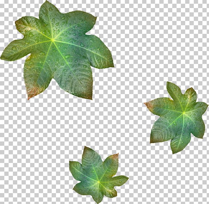 Leaf Branch Tree PNG, Clipart, Ash, Branch, Color, Flower, Ivy Free PNG Download