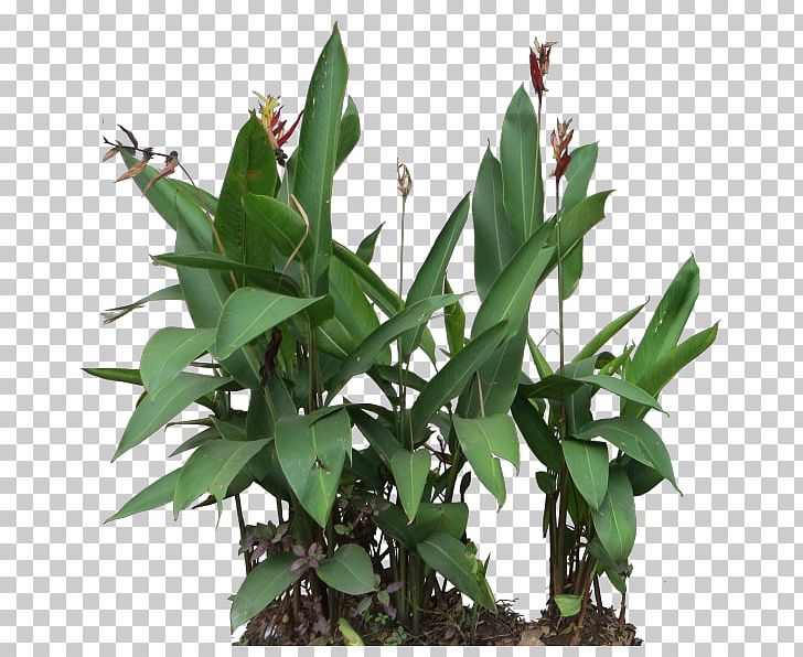 Leaf Flowerpot Plant Stem PNG, Clipart, Flower, Flowerpot, Leaf, Plant, Plant Stem Free PNG Download