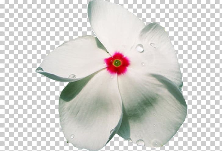 Petal Flower Phlox PNG, Clipart, 2016, 2017, Advertising, Benzersiz, Cicek Resimleri Free PNG Download