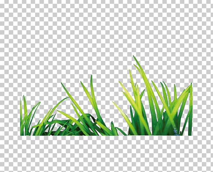 PhotoScape Software PNG, Clipart, Background Green, Computer Wallpaper, Encapsulated Postscript, Gimp, Grass Free PNG Download