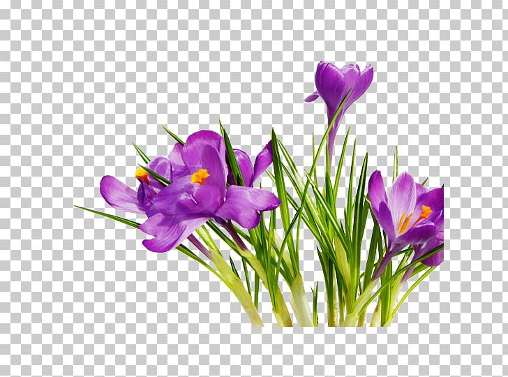 Flower Bouquet PNG, Clipart, Bud, Color, Crocus, Cut Flowers, Floral Design Free PNG Download