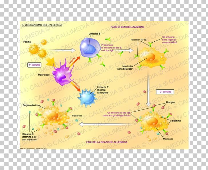 L'allergie Food Allergy Mechanism Histamine PNG, Clipart,  Free PNG Download