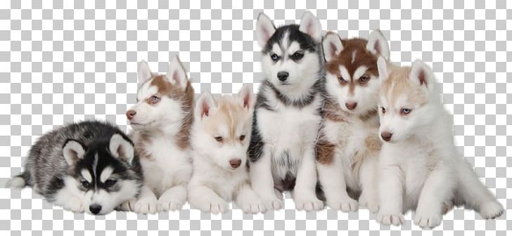 Siberian Husky Dalmatian Dog Morkie Shiba Inu Maltese Dog PNG, Clipart, Alaskan Klee Kai, Alaskan Malamute, Animal, Animals, Breed Free PNG Download