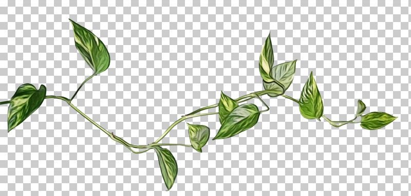 Flower Leaf Plant Plant Stem PNG, Clipart, Flower, Leaf, Paint, Plant, Plant Stem Free PNG Download